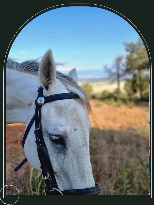 Tipaza Equestrian Gallery 7